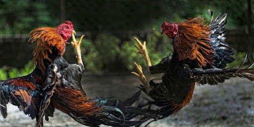 QH88 hướng dẫn nhận biết, phân loại và tips áp dụng