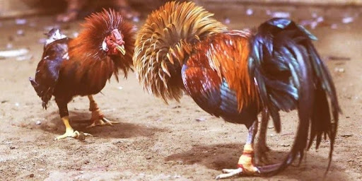 Thế gà đá xạ được đánh giá cao nhờ ra đòn hiểm