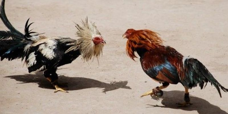 Hệ thống QH88 vận hành ổn định, nạp rút nhanh